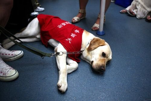 导盲犬用身体保护主人，自己掉入井中！导盲犬的忠诚度为何如此高？