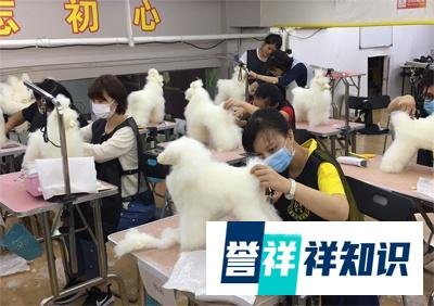 没有基础学宠物美容难不难