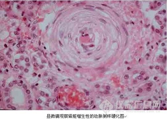 生命的切片的介绍