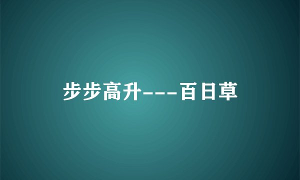 步步高升---百日草