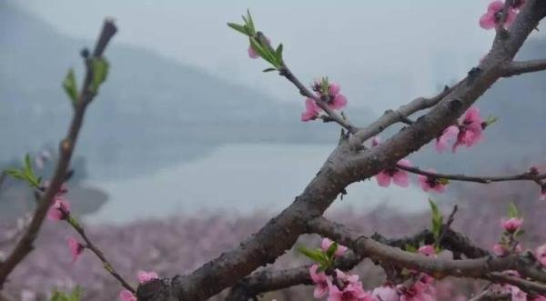 【微云山】桃花乱(文/张永康)